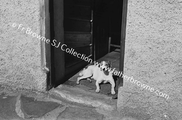 DOG IN HOUSE DOORWAY